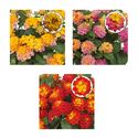 Bild von Lantana P12 Divers